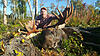 Moose hunt guided for big whitetail or mule deer-moose.jpg