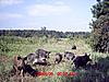 Alabama Hog, Duck, Deer, and Exotic Hunts-hogal2.jpg