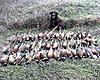 Trade South dakota hunt for....?-106.jpg