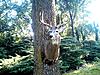 what form makes your antlers seem bigger ??-buck-20on-20tree-203-2-.jpg