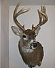 2010 Mount - Mounted on the wall!-2010deerpost2.jpg