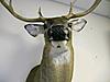  Photos of Taxidermy work-frontview.jpg