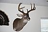 First Deer Mount-mount-3.jpg