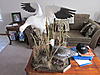 Snow/Blue goose mount-img_0031.jpg