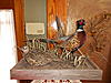Pheasant mount-dscn0106.jpg