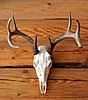 My First European Skull Mount - Whitetail deer-deer-skull.jpg