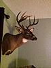 Got my sons deer back looks awesome what u guys think paid 375 bucks-image.jpg