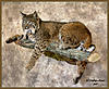 Help finding Bobcat post-full-17632-121112-bobcat1006.jpg