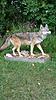 2014 NJ Coyote Is Done !!-2015091395124226.jpg