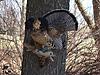 Ruffed Grouse Mounts-grouse1.jpg