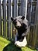 Got My 2016 NJ Archery Bear Back-resized_20180707_120220_2971.jpeg