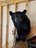 Got My 2016 NJ Archery Bear Back-resized_20180707_120651_8756.jpeg