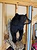 Got My 2016 NJ Archery Bear Back-resized_20180707_120715_347.jpeg