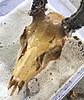 Whitening a deer skull-3c427f28-ea33-4b20-85cf-4ce89fcf77f2.jpeg