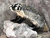 Wyoming Badger-badger-4.jpg