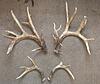 Nontyp antlers show off / Abroad shipping help-20220630_175255.jpg