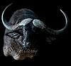 Black Death-cape-buffalo11_inpixio.jpg