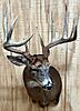 Another great Ohio buck-k.bussert1.jpg