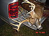 Mount from 2008 Deer Season-dsc01204.jpg