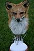 Fox mount-red-fox-pedestal.jpg