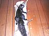 squirrel mounts-pic044.jpg