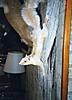 squirrel mounts-made-over-photo-2.jpg