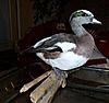 photos of taxidermy work-sdc10049.jpg