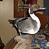 photos of taxidermy work-sdc10050.jpg