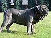 size limit for attachments/photos-biggest-dog-breeds-neapolitan-mastiff.jpg