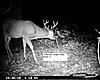 Test-8-point-deer-camp-10-30-08.jpg
