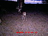 test score-deer-093.jpg