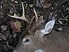 mm-06-buck-003-custom-.jpg