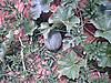 ttt-moms-garden-3.jpg