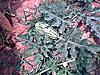 ttt-moms-garden-4.jpg