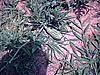 ttt-moms-garden-5.jpg