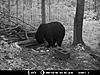 2010 Wisconsin Bear Baiting Pics-2010-bear-zone-c-088.jpg