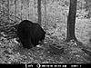 2010 Wisconsin Bear Baiting Pics-2010-bear-zone-c-091.jpg