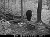 2010 Wisconsin Bear Baiting Pics-2010-bear-zone-c-090.jpg