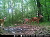 Some PA bucks!!-bear-mountain-pics-4178.jpg