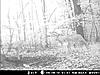 Some PA bucks!!-bear-mountain-pics-4252.jpg