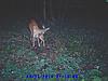 First fawn pic and other deer-sunp0073.jpg