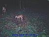 First fawn pic and other deer-sunp0075.jpg