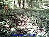 First fawn pic and other deer-sunp0100.jpg