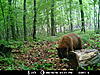 Wisconsin Color phase bear-014.jpg