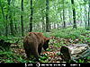 Wisconsin Color phase bear-016.jpg