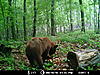 Wisconsin Color phase bear-017.jpg