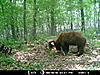 Wisconsin Color phase bear-2010-bear-zone-c-connersville-002.jpg