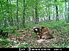 Wisconsin Color phase bear-2010-bear-zone-c-connersville-013.jpg