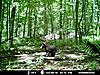 some more bear pics-cub-alone-1800-x-1350-.jpg