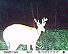 Some of my bucks (Some pictures may be a little nasty...)-sunp0046.jpg
